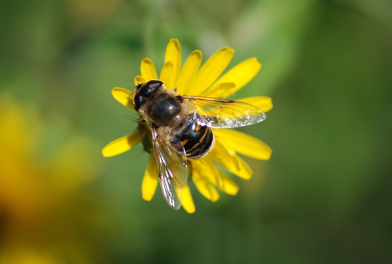 Eristalis sp.